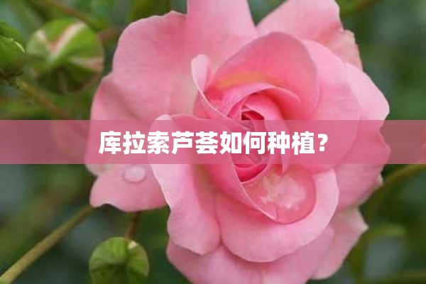 库拉索芦荟如何种植？