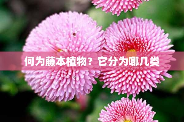 何为藤本植物？它分为哪几类