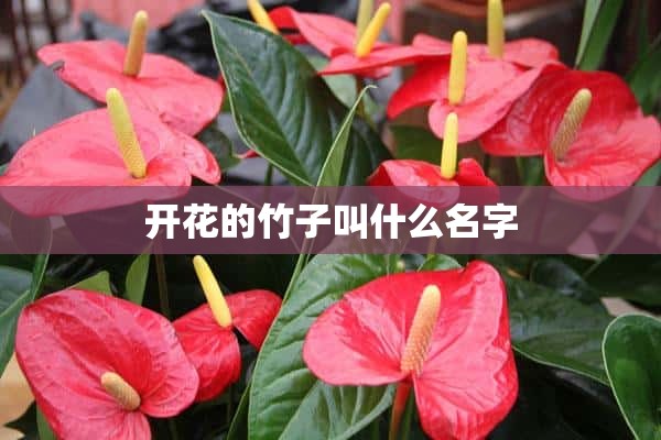 开花的竹子叫什么名字