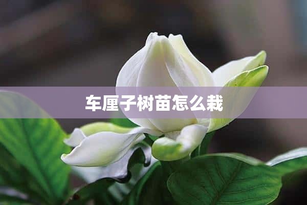 车厘子树苗怎么栽