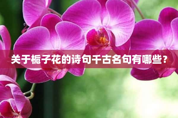 关于栀子花的诗句千古名句有哪些？