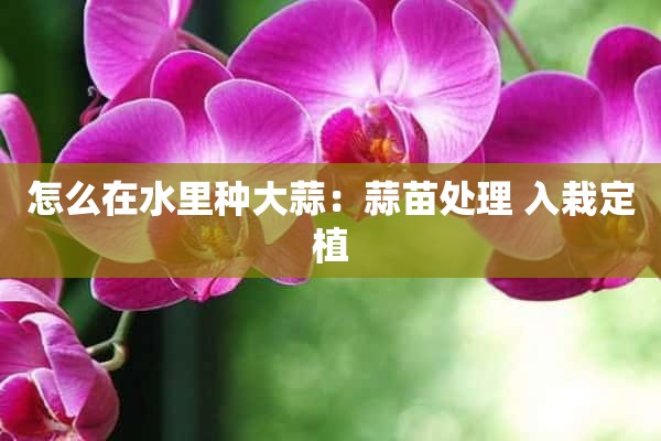 怎么在水里种大蒜：蒜苗处理 入栽定植