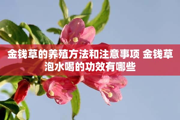 金钱草的养殖方法和注意事项 金钱草泡水喝的功效有哪些