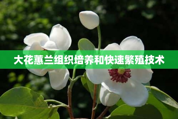 大花蕙兰组织培养和快速繁殖技术