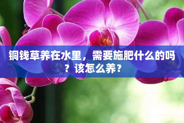 铜钱草养在水里，需要施肥什么的吗？该怎么养？