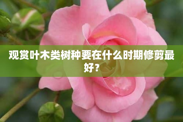 观赏叶木类树种要在什么时期修剪最好？