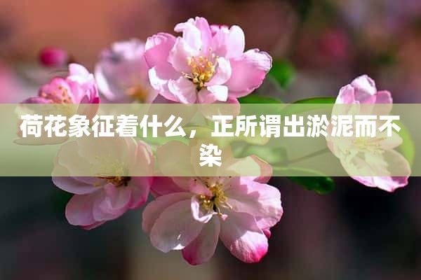 荷花象征着什么，正所谓出淤泥而不染