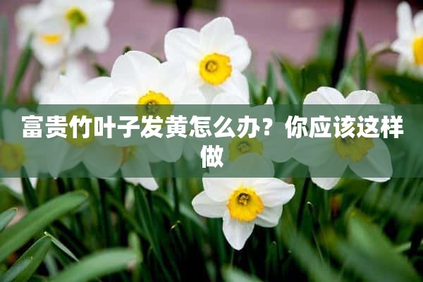 富贵竹叶子发黄怎么办？你应该这样做