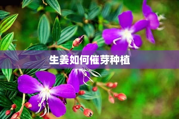 生姜如何催芽种植