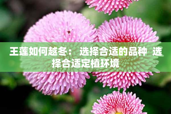 王莲如何越冬： 选择合适的品种  选择合适定植环境