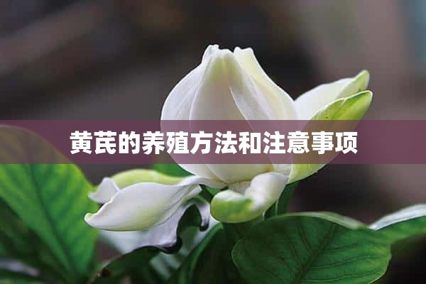 黄芪的养殖方法和注意事项