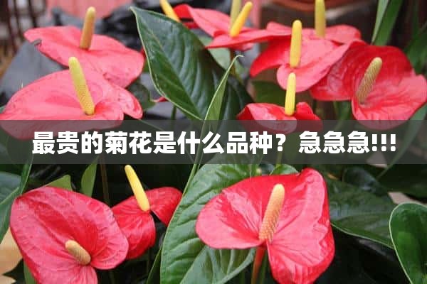 最贵的菊花是什么品种？急急急!!!