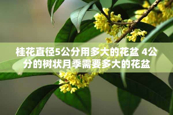 桂花直径5公分用多大的花盆 4公分的树状月季需要多大的花盆