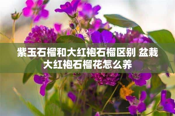 紫玉石榴和大红袍石榴区别 盆栽大红袍石榴花怎么养