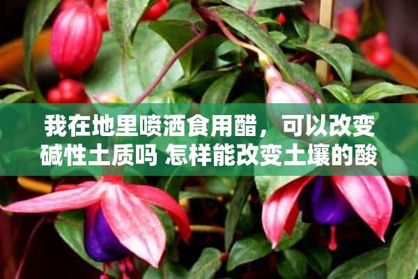 我在地里喷洒食用醋，可以改变碱性土质吗 怎样能改变土壤的酸碱性