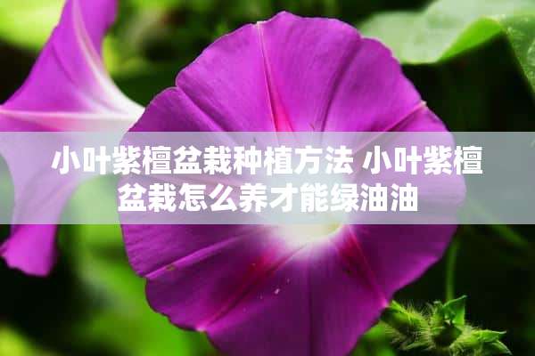 小叶紫檀盆栽种植方法 小叶紫檀盆栽怎么养才能绿油油