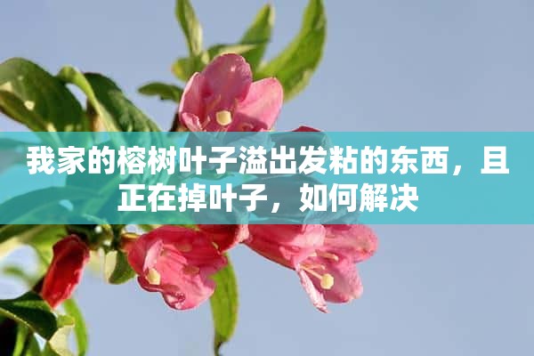 我家的榕树叶子溢出发粘的东西，且正在掉叶子，如何解决