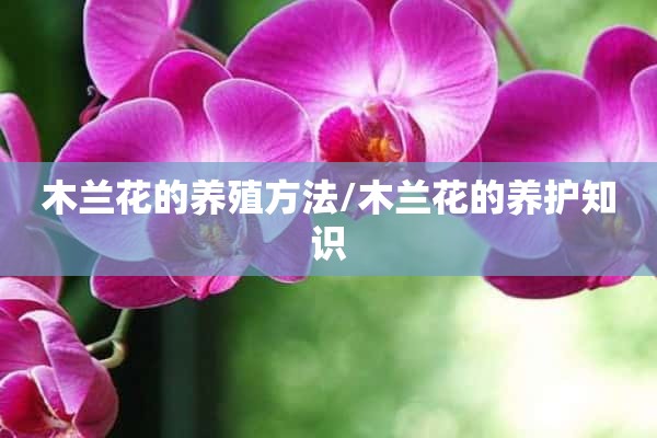 木兰花的养殖方法/木兰花的养护知识