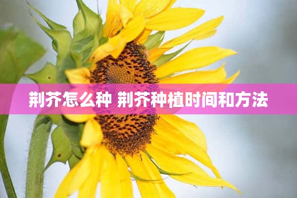 荆芥怎么种 荆芥种植时间和方法