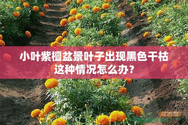 小叶紫檀盆景叶子出现黑色干枯这种情况怎么办？