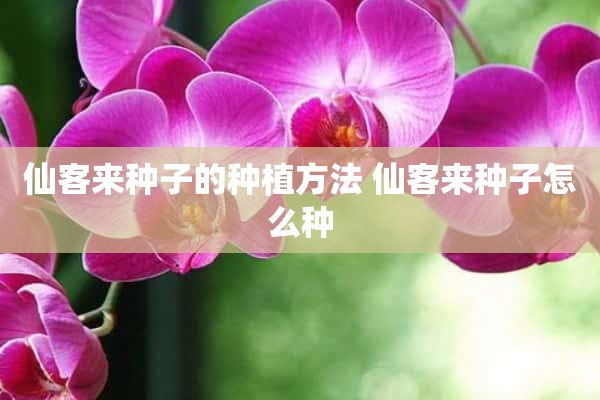 仙客来种子的种植方法 仙客来种子怎么种