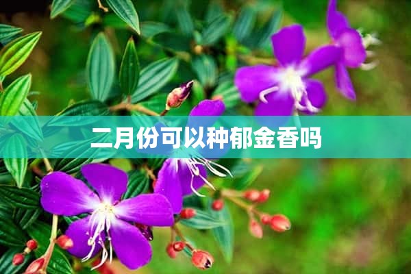 二月份可以种郁金香吗