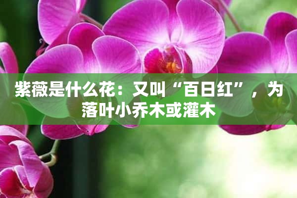 紫薇是什么花：又叫“百日红”，为落叶小乔木或灌木