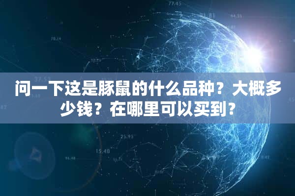 问一下这是豚鼠的什么品种？大概多少钱？在哪里可以买到？