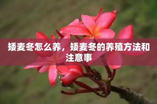 矮麦冬怎么养，矮麦冬的养殖方法和注意事