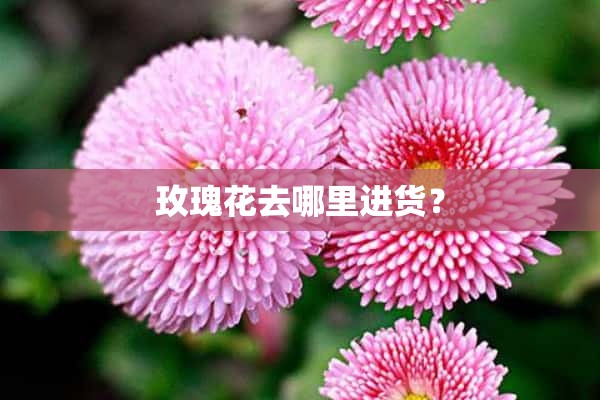 玫瑰花去哪里进货？