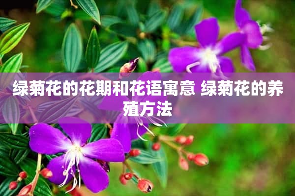 绿菊花的花期和花语寓意 绿菊花的养殖方法