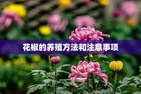 花椒的养殖方法和注意事项