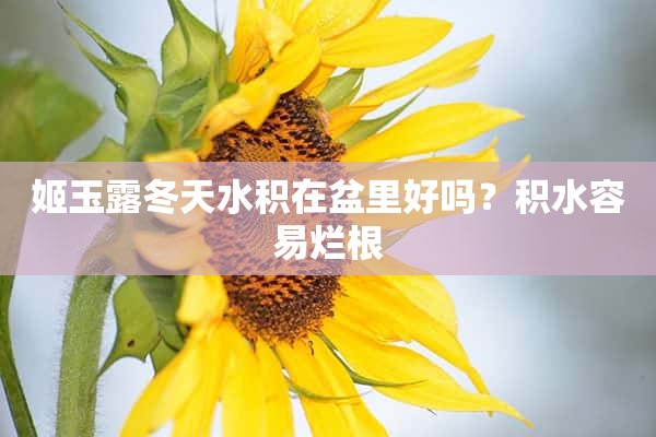 姬玉露冬天水积在盆里好吗？积水容易烂根