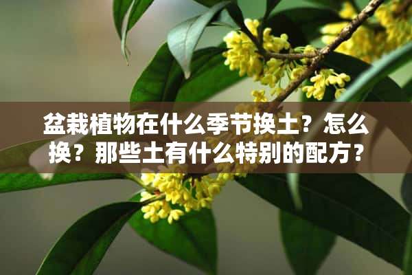 盆栽植物在什么季节换土？怎么换？那些土有什么特别的配方？