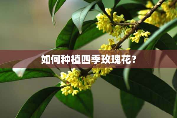 如何种植四季玫瑰花？