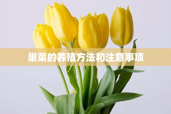 巢菜的养殖方法和注意事项