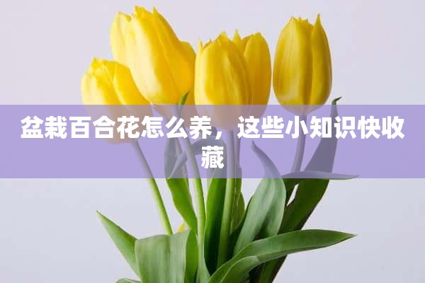 盆栽百合花怎么养，这些小知识快收藏