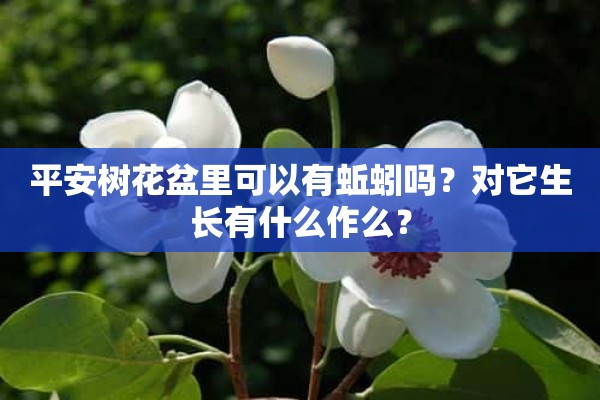 平安树花盆里可以有蚯蚓吗？对它生长有什么作么？