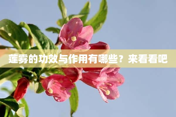 莲雾的功效与作用有哪些？来看看吧