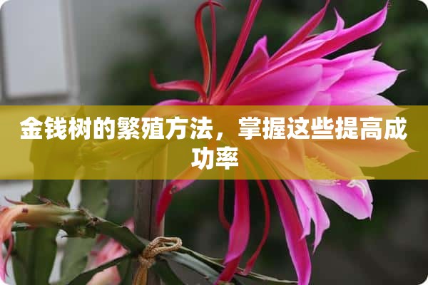 金钱树的繁殖方法，掌握这些提高成功率