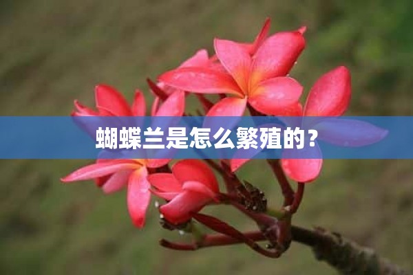 蝴蝶兰是怎么繁殖的？