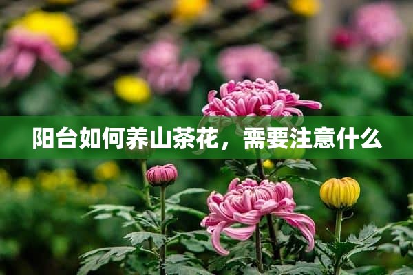 阳台如何养山茶花，需要注意什么