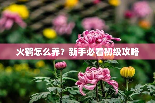 火鹤怎么养？新手必看初级攻略