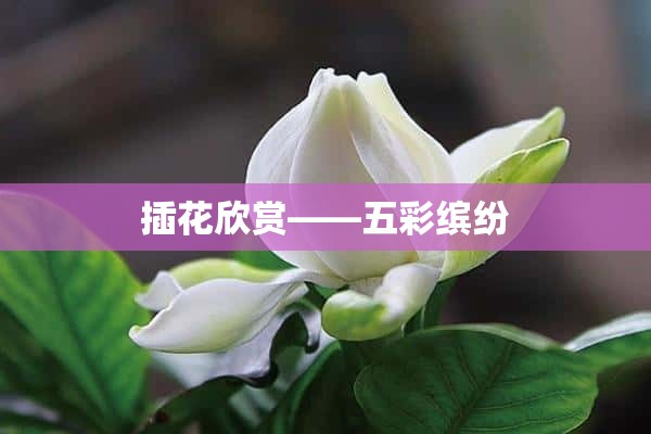 插花欣赏——五彩缤纷