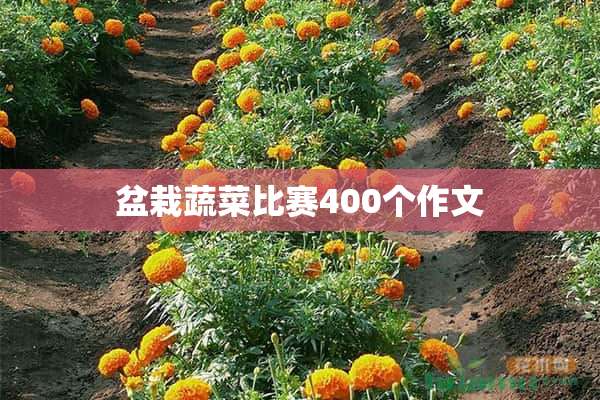 盆栽蔬菜比赛400个作文