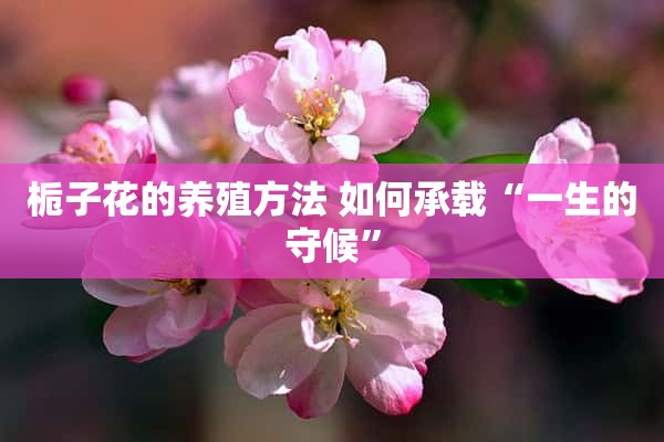 栀子花的养殖方法 如何承载“一生的守候”