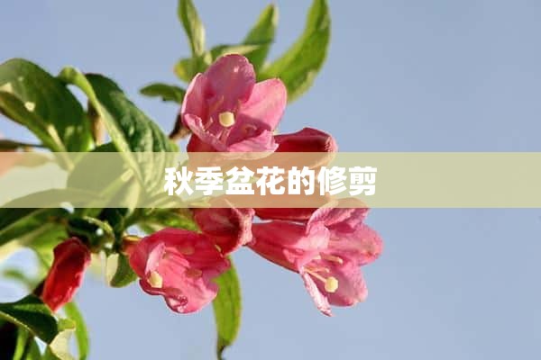 秋季盆花的修剪