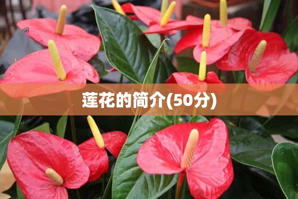 莲花的简介(50分)