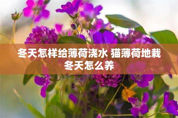 冬天怎样给薄荷浇水 猫薄荷地栽冬天怎么养