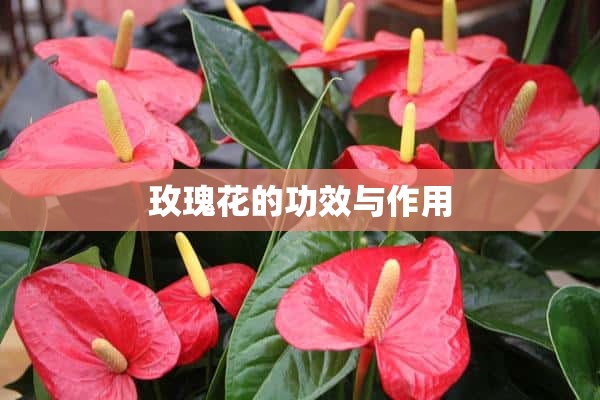 玫瑰花的功效与作用